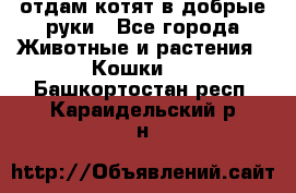 отдам котят в добрые руки - Все города Животные и растения » Кошки   . Башкортостан респ.,Караидельский р-н